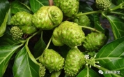 神奇植物——诺丽
